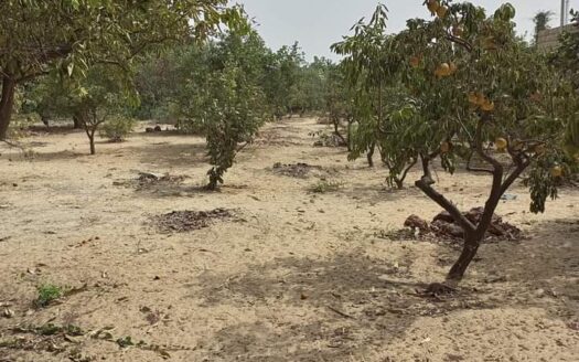 verger à vendre sessene département mbour Sénégal